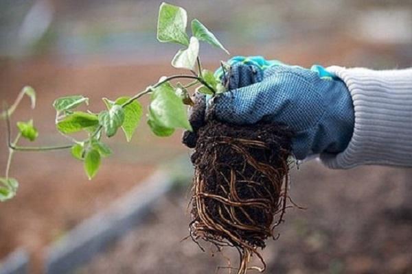 roots in hands