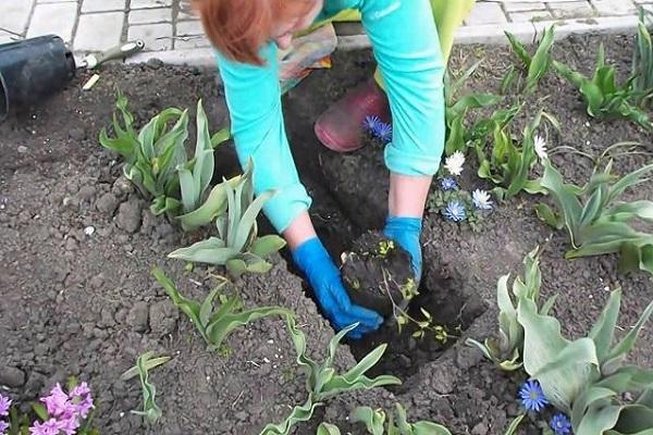 planten in de herfst