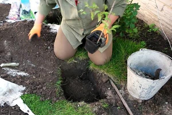 fertilizer bucket