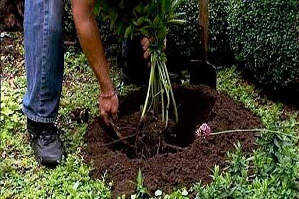 travailler avec une plante