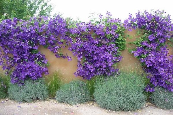 mur de fleurs