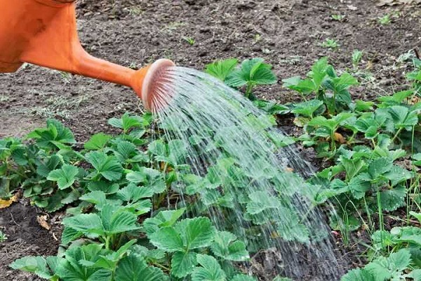 watering strawberries