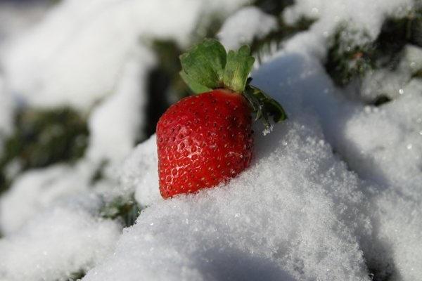 la nieve se encuentra