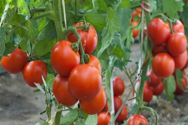 fresh tomatoes