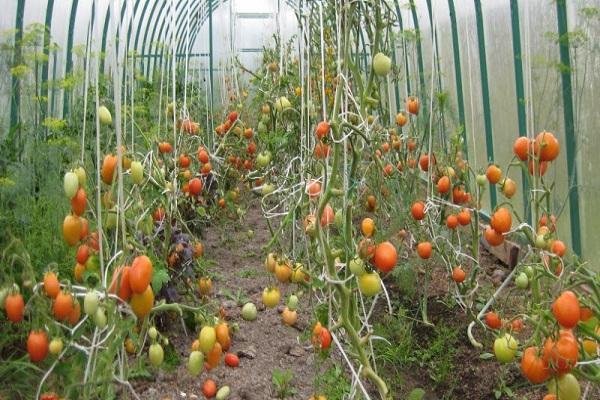 tying up a tomato