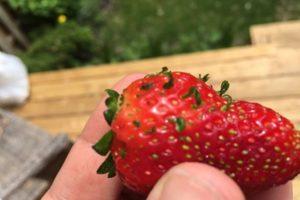 How to get strawberry seeds from berries, rules for collecting at home