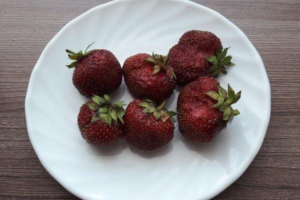 strawberries on a plate