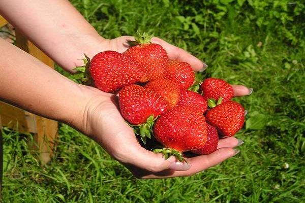 harvest in hands