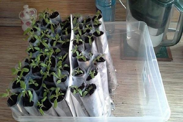 seedlings in cellophane