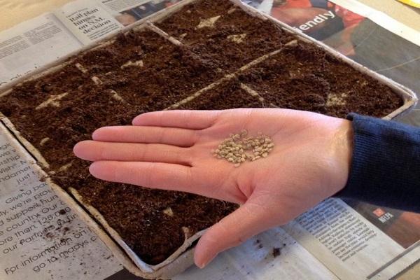 tomato seeds