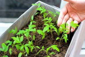 Cómo y cuándo plantar tomates para plántulas en casa, secretos y tiempos.