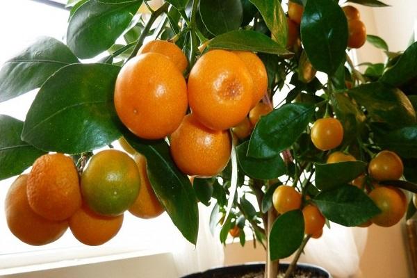 small tangerines