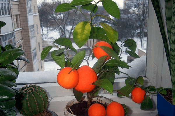 plant on the windowsill