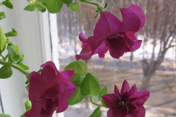 petunia en la ventana