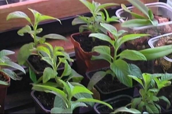 seedling potted