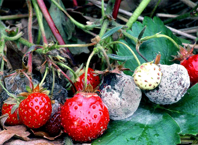 Gray rot of strawberry