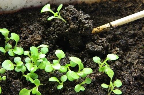 seedling petunia