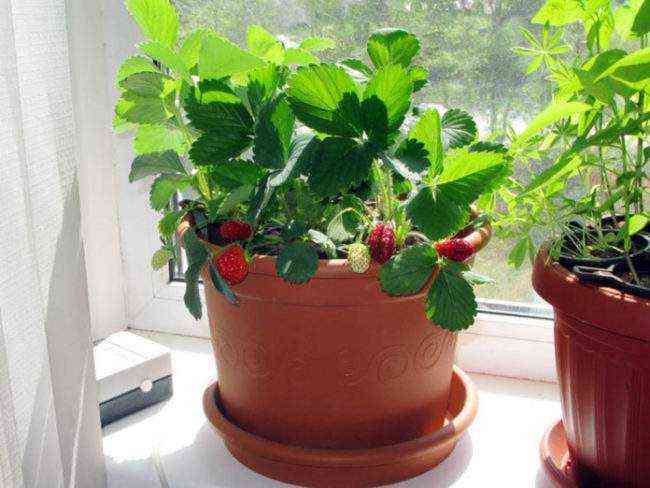 strawberries on the balcony