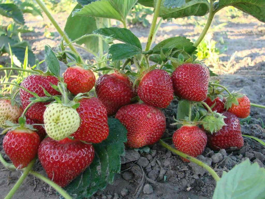 growing strawberries