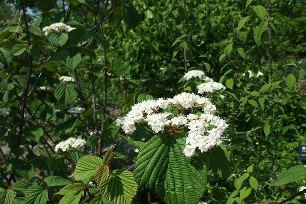 forked viburnum