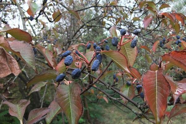 canadian berry