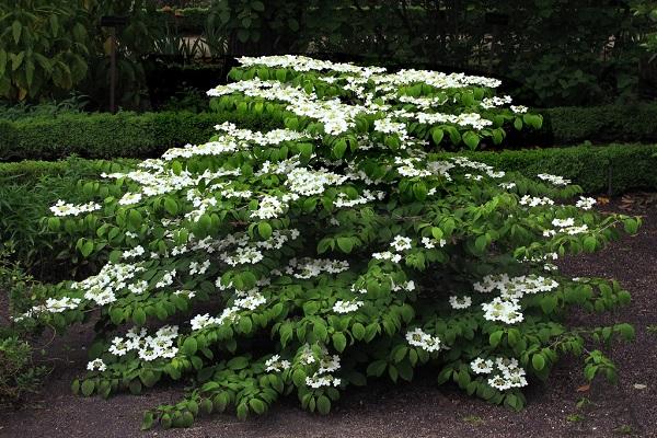 folded viburnum