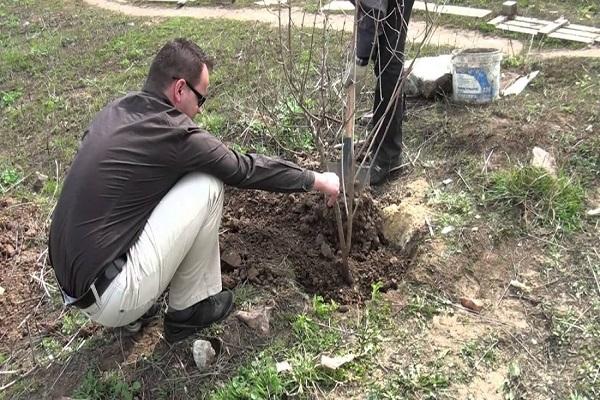 shrub planting