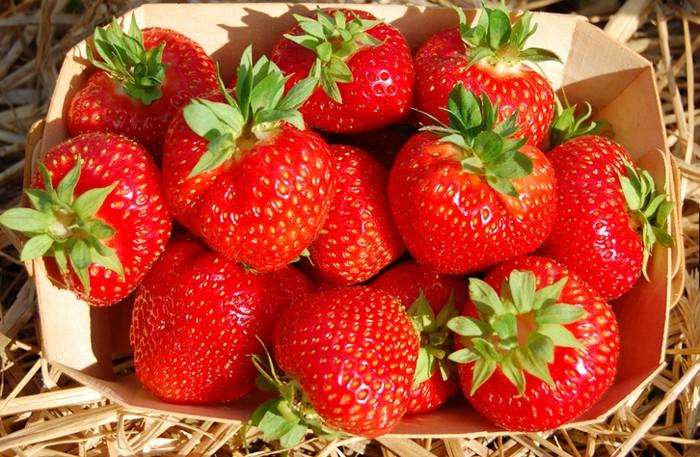 fraises dans un bac