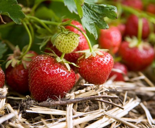 mulching strawberries