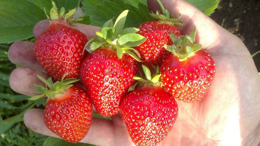 strawberries in hand