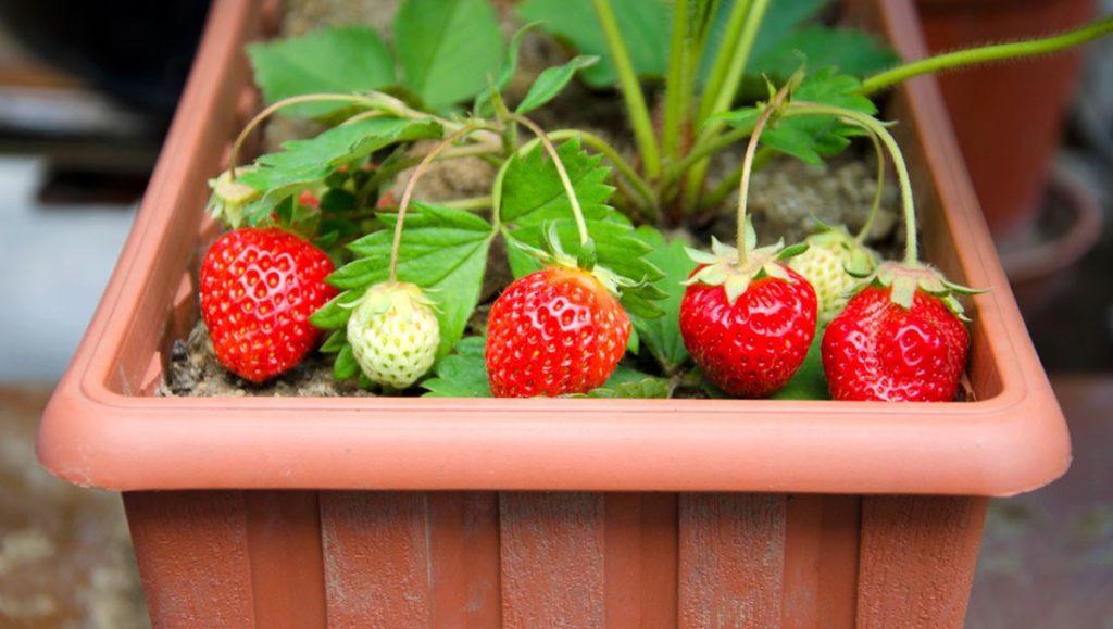 strawberries in a pot