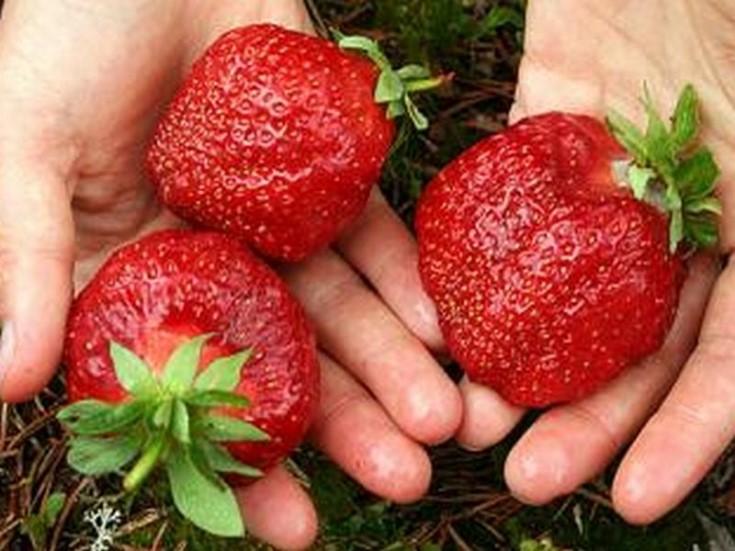 strawberry gigella