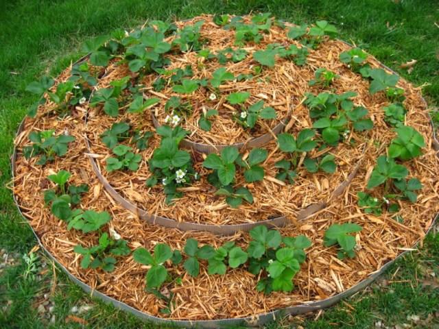 mulching flower beds