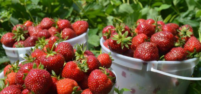 strawberries in buckets