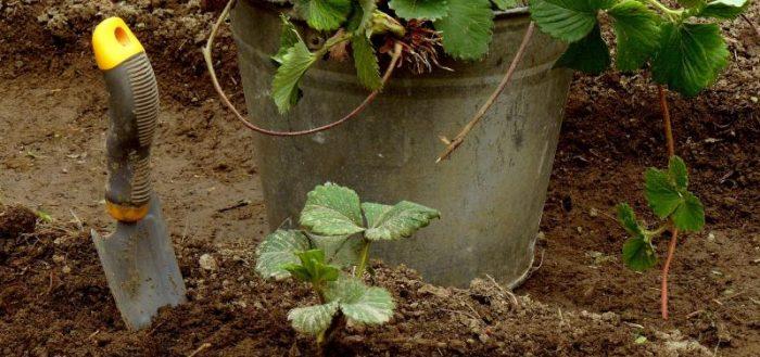 seedling bucket