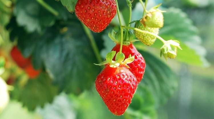 strawberry bushes