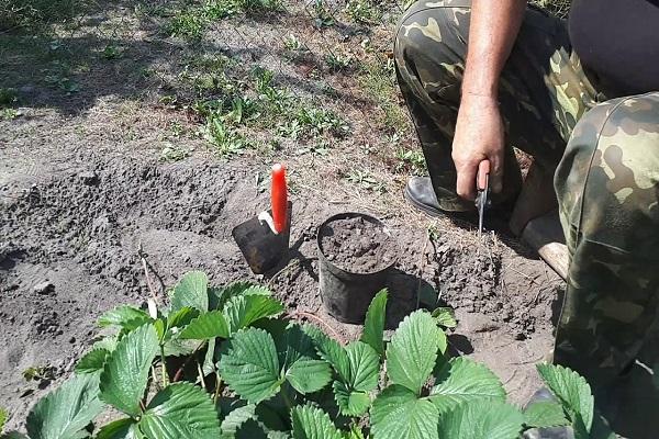 cuidado de las plantas