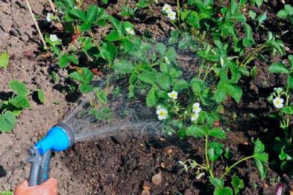 watering strawberries