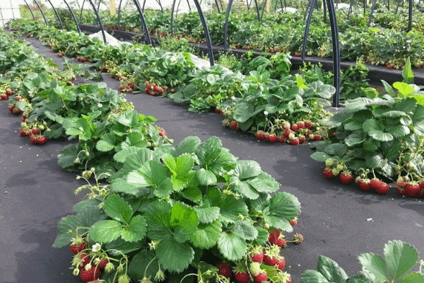 Fraises dans le jardin