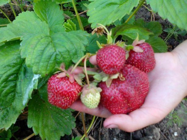 strawberry gigella