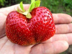 Description and characteristics of the Gigantella strawberry variety, planting, growing and care