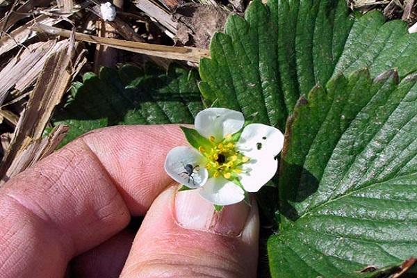 bug sur une fleur