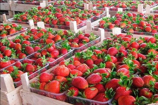 vente de fraises