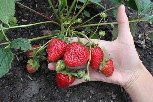 frutos rojos