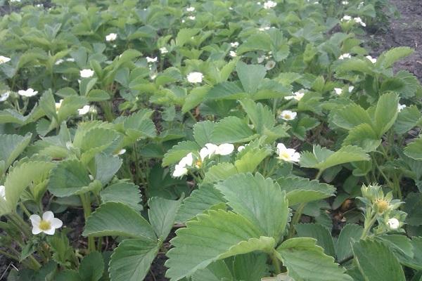 baies en fleurs