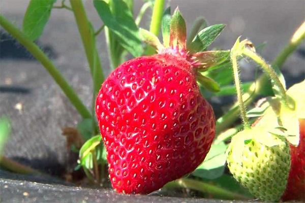 fruits rouges