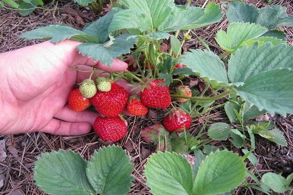 fresas pequeñas