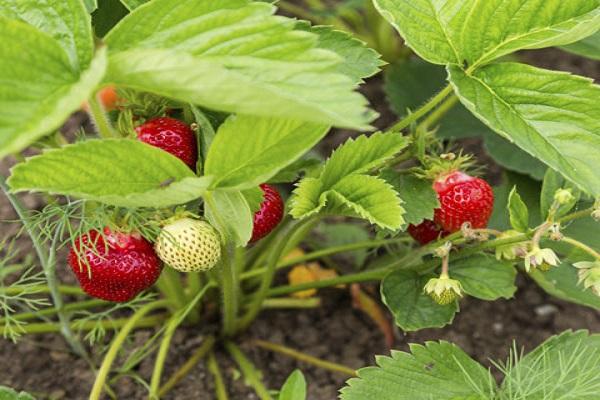 berries are singing