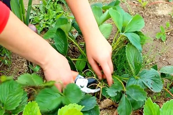 pruning stems