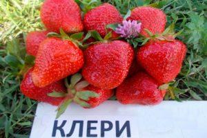 Description and characteristics of Clery strawberries, cultivation and care